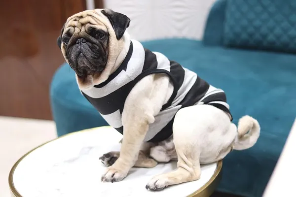 Grey_Cotton_Sleeveless_Tank_Top_For_Dogs