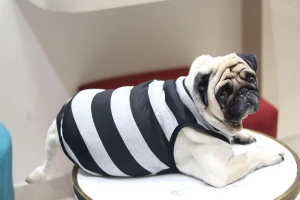 Grey_Cotton_Sleeveless_Tank_Top_For_Dogs