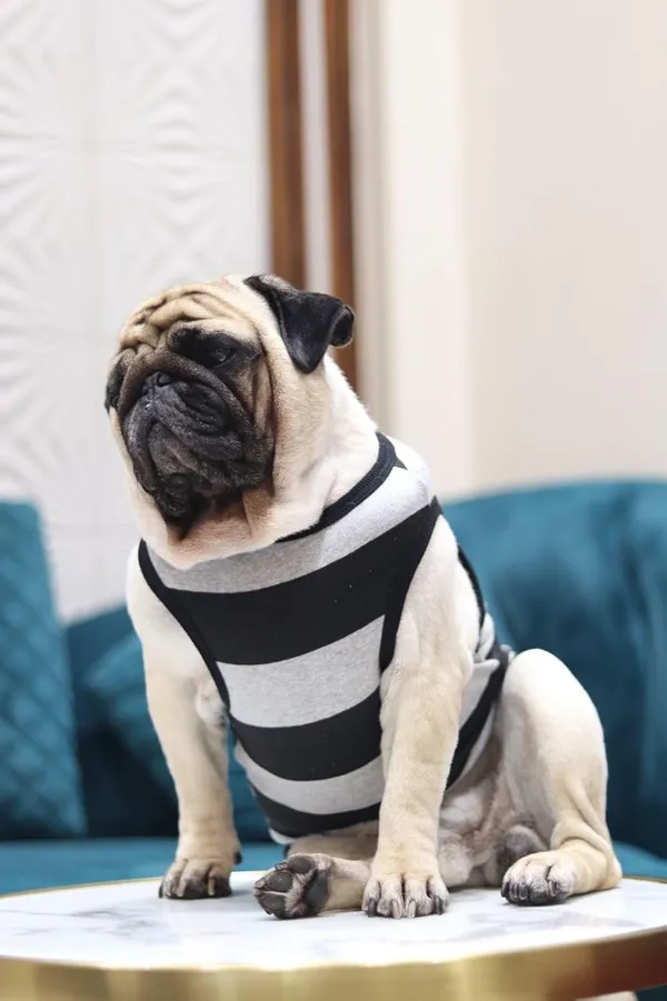 Grey_Cotton_Sleeveless_Tank_Top_For_Dogs