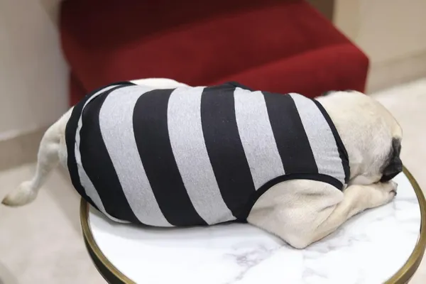Grey_Cotton_Sleeveless_Tank_Top_For_Dogs
