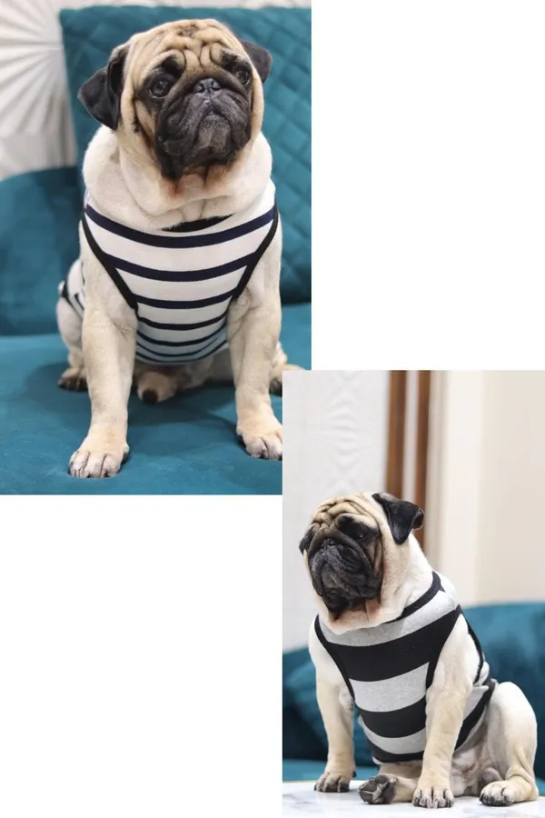 White_And_Black_Cotton_Striped_Sleeveless_Tank_Top_For_Dogs