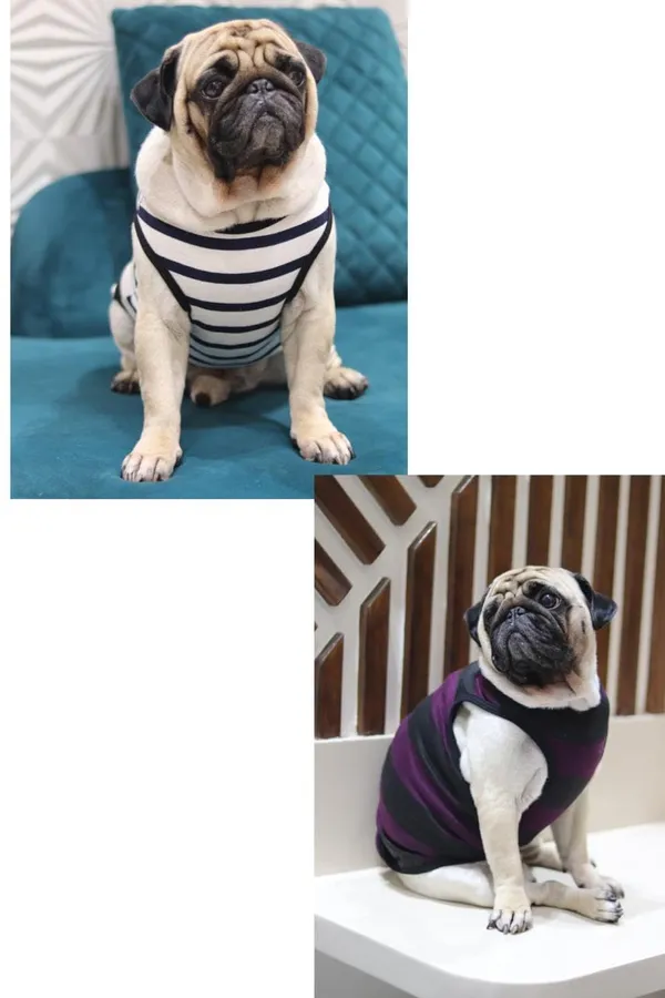 White_And_Wine_Cotton_Sleeveless_Vest_For_Dogs