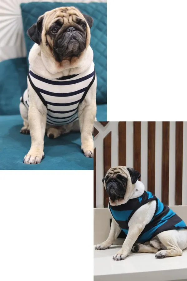 White_And_Blue_Cotton_Sleeveless_Striped_Vest_For_Dogs