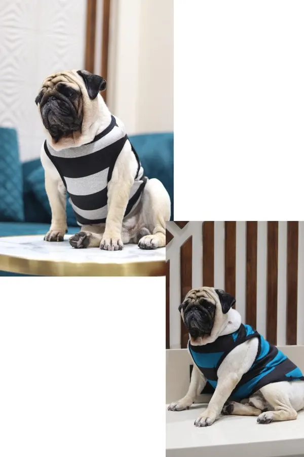 Black_And_Blue_Cotton_Striped_Tank_Vest_For_Dogs