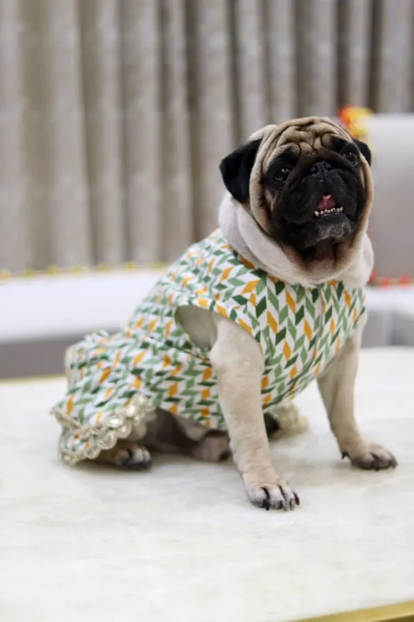 Green_Cotton_Lace_Detail_Dress_For_Dogs