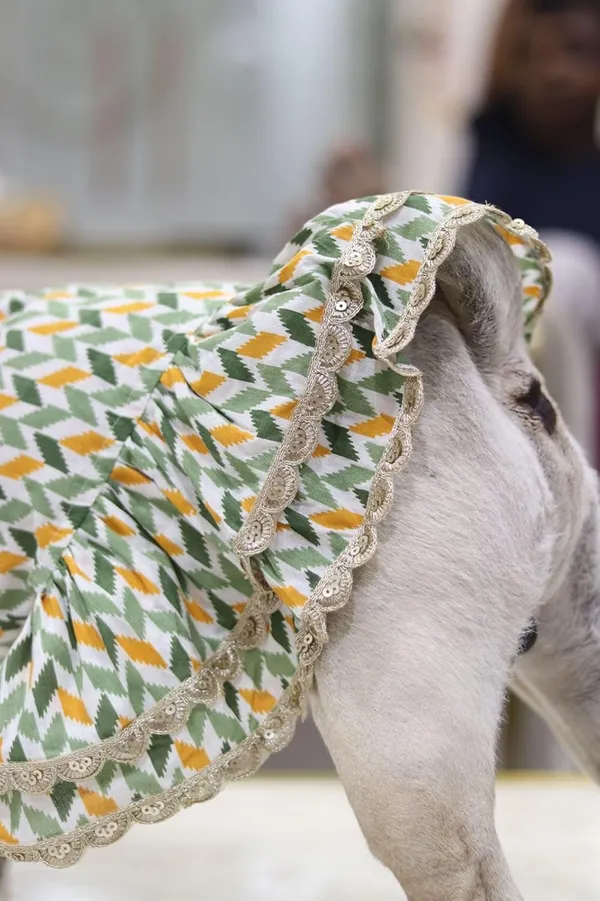 Green_Cotton_Lace_Detail_Dress_For_Dogs