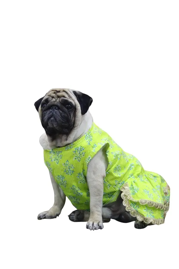 Light_Green_Cotton_Bow_Lace_Dress_For_Dogs