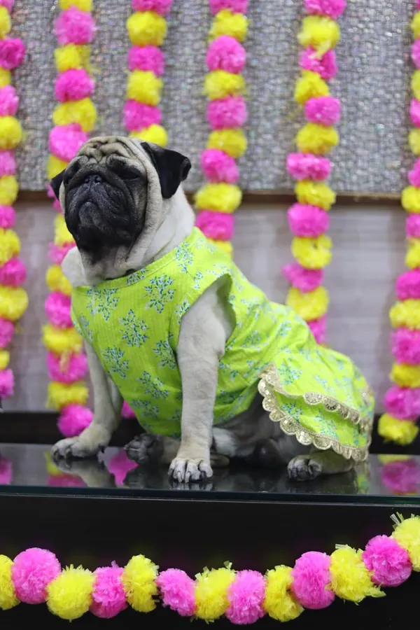 Light_Green_Cotton_Bow_Lace_Dress_For_Dogs