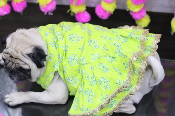 Light_Green_Cotton_Bow_Lace_Dress_For_Dogs