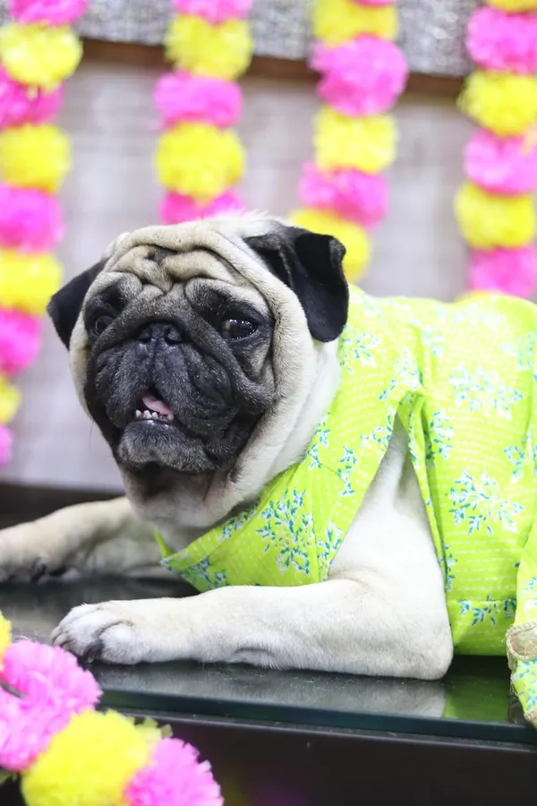 Light_Green_Cotton_Bow_Lace_Dress_For_Dogs