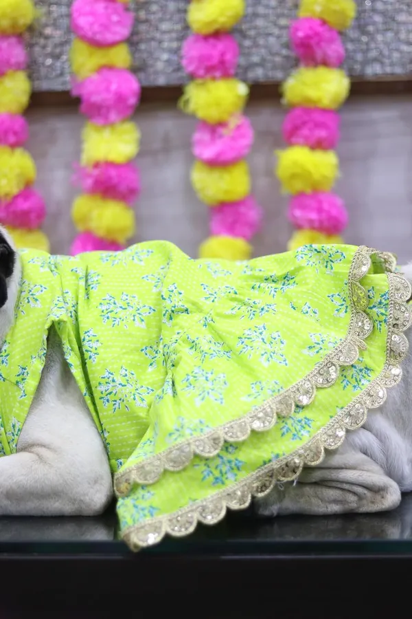 Light_Green_Cotton_Bow_Lace_Dress_For_Dogs