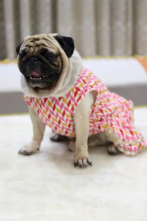 Pink_Cotton_Printed_Bow_Lace_Detail_Dress_For_Dogs