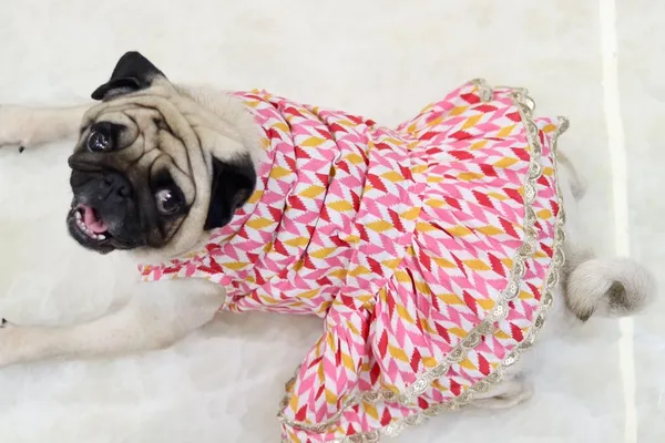Pink_Cotton_Printed_Bow_Lace_Detail_Dress_For_Dogs
