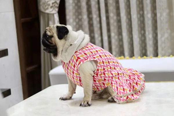 Pink_Cotton_Printed_Bow_Lace_Detail_Dress_For_Dogs