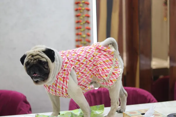 Pink_Cotton_Printed_Bow_Lace_Detail_Dress_For_Dogs