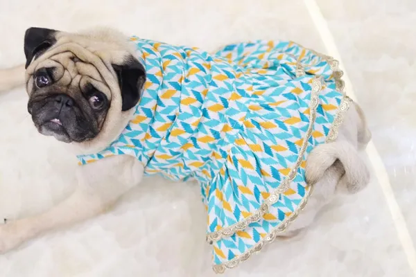 Light_Blue_Cotton_Bow_Lace_Dress_For_Dogs