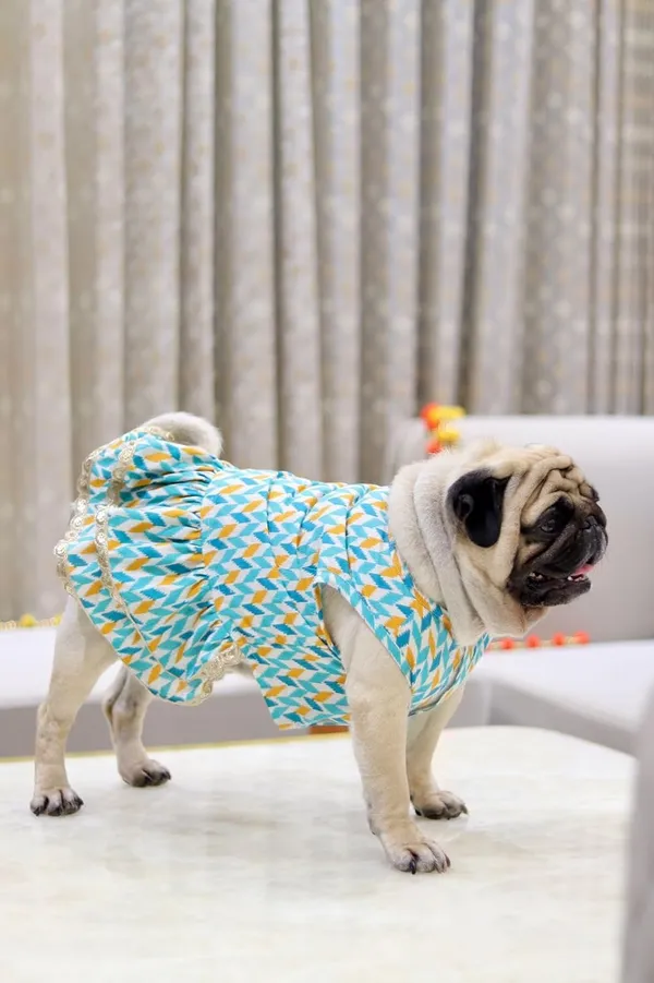 Light_Blue_Cotton_Bow_Lace_Dress_For_Dogs
