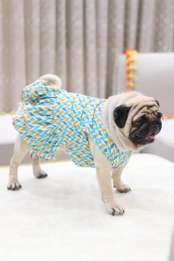 Light_Blue_Cotton_Bow_Lace_Dress_For_Dogs