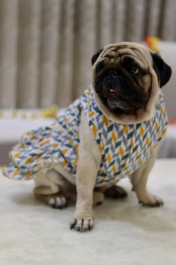Grey_Cotton_Printed_Dress_With_Bow_And_Lace_For_Dogs