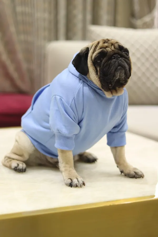 Dog_Hoodie