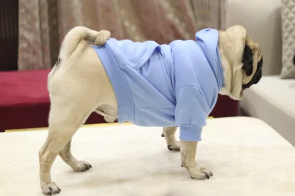 Dog_Hoodie