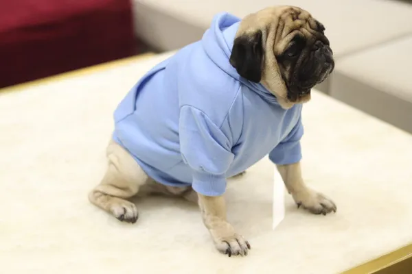Dog_Hoodie