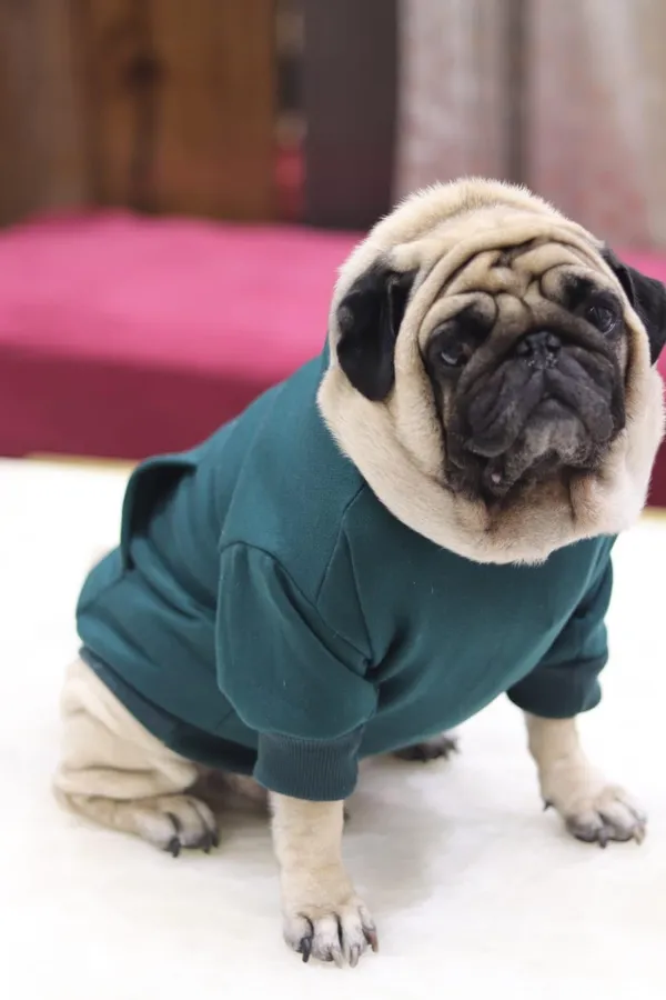 Green_Cotton_Pullover_Hoodie_For_Dogs