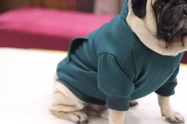 Green_Cotton_Pullover_Hoodie_For_Dogs
