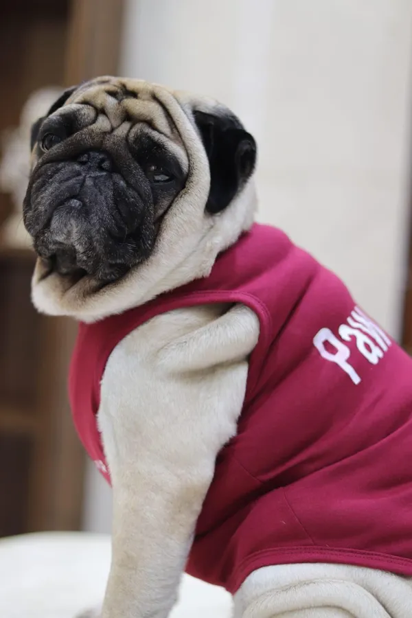 Maroon_Cotton_T_Shirt_For_Dogs