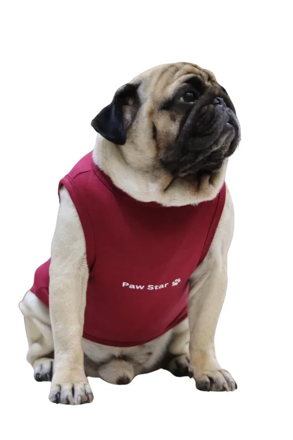Maroon_Cotton_T_Shirt_For_Dogs