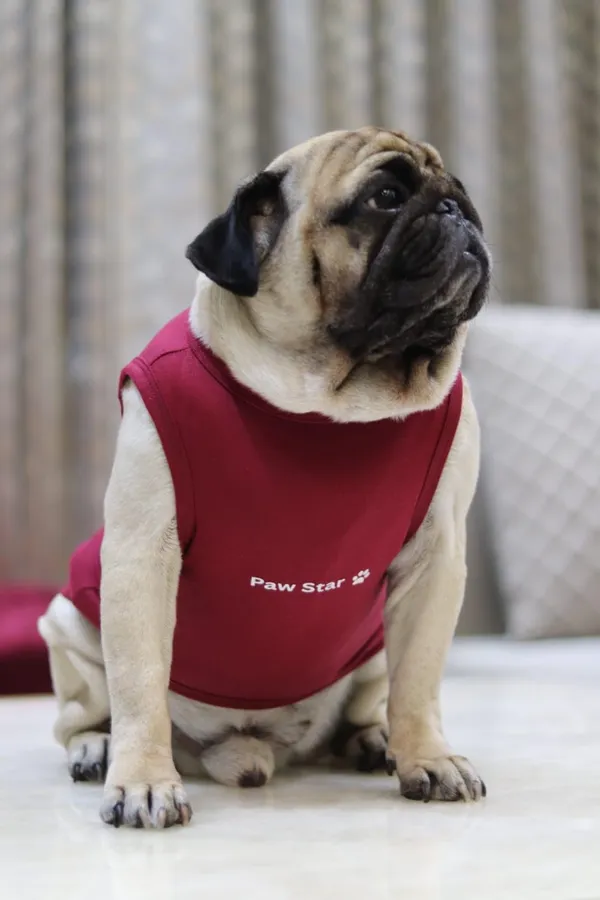 Maroon_Cotton_T_Shirt_For_Dogs
