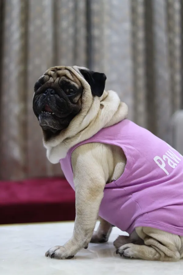 Lavender_Cotton_T_Shirt_For_Dogs
