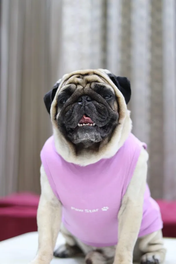 Lavender_Cotton_T_Shirt_For_Dogs