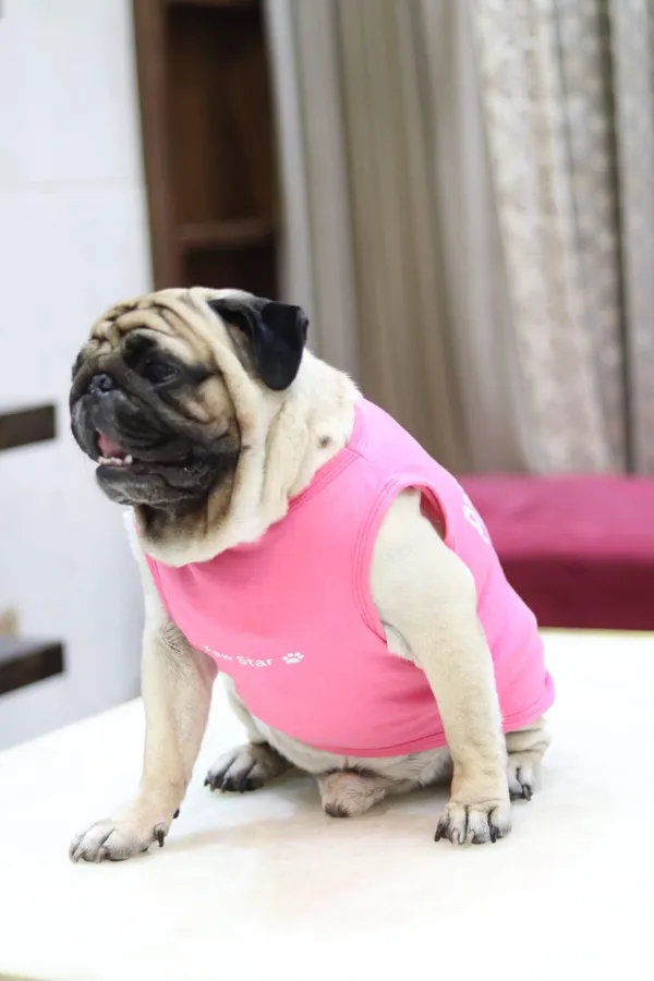 Pink_Cotton_T_Shirt_For_Dogs
