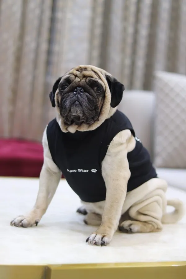 Black_Cotton_T_Shirt_For_Dogs