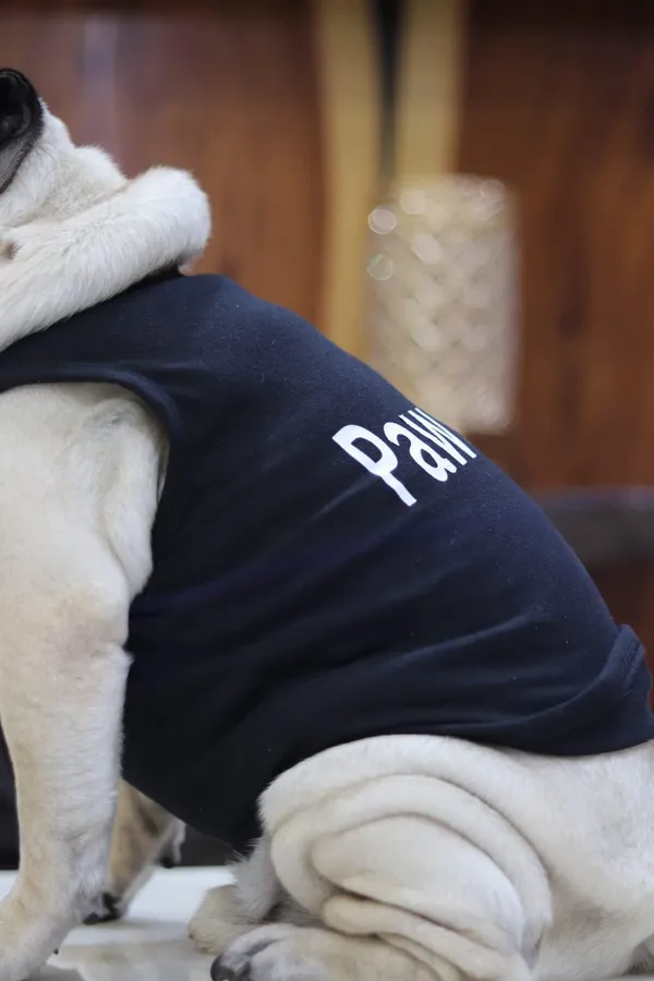 Black_Cotton_T_Shirt_For_Dogs