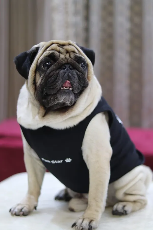 Black_Cotton_T_Shirt_For_Dogs