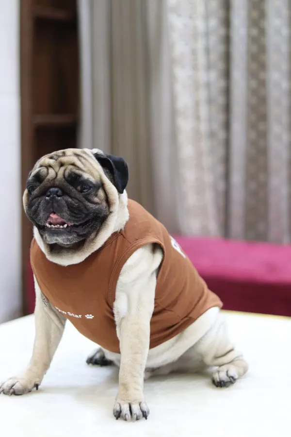 Brown_Cotton_T_Shirt_For_Dogs