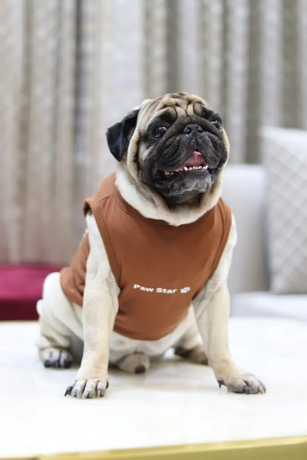 Brown_Cotton_T_Shirt_For_Dogs