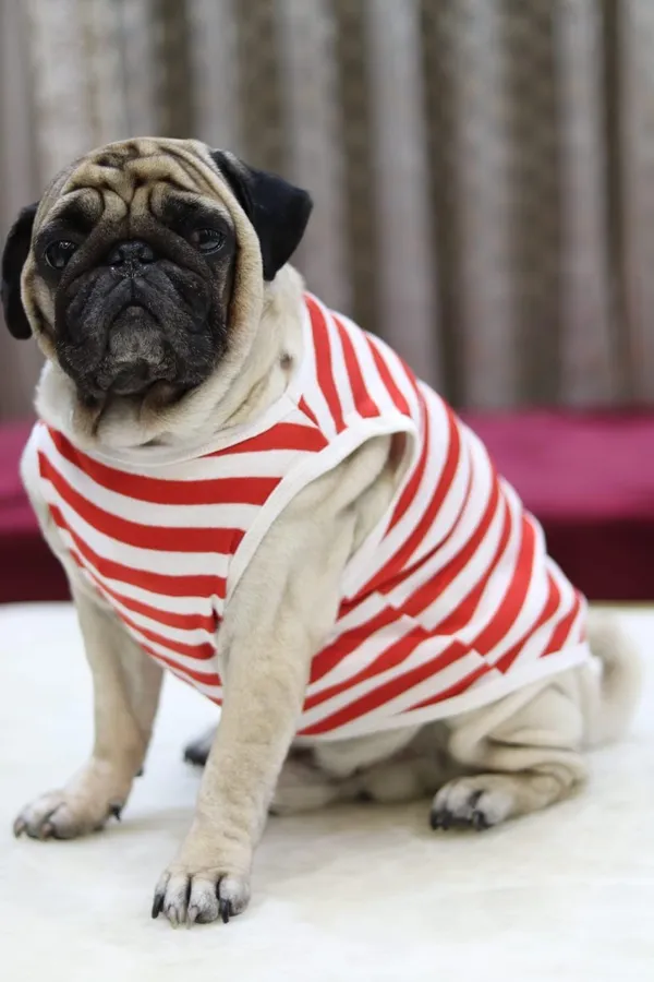 Red_Cotton_Striped_Sleeveless_T_Shirt_For_Dogs