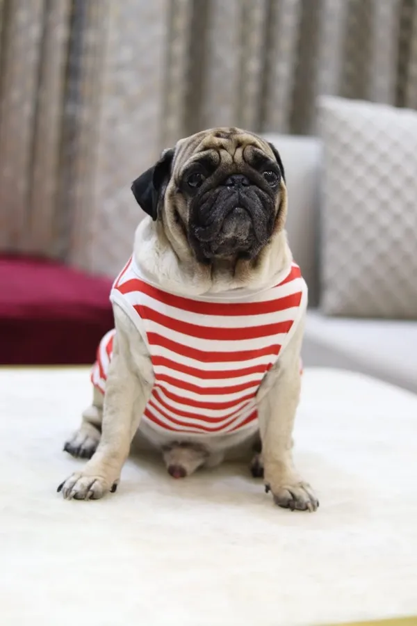 Red_Cotton_Striped_Sleeveless_T_Shirt_For_Dogs
