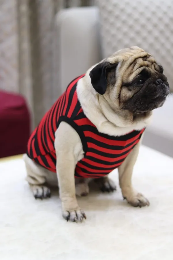 Dark_Red_Cotton_Striped_Sleeveless_T_Shirt_For_Dogs