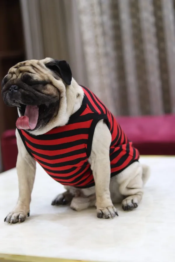 Dark_Red_Cotton_Striped_Sleeveless_T_Shirt_For_Dogs