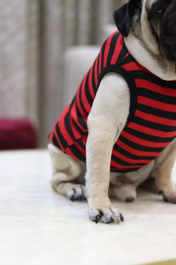 Dark_Red_Cotton_Striped_Sleeveless_T_Shirt_For_Dogs