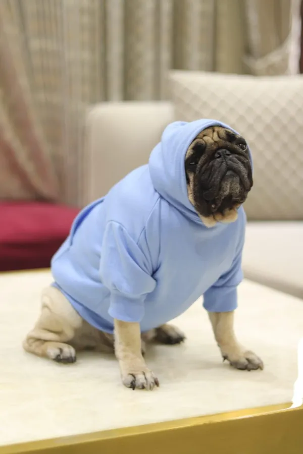 Blue_Cotton_Hooded_Sweatshirt_For_Dogs