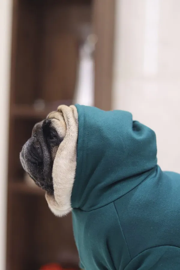 Green_Cotton_Hooded_Sweatshirt_For_Dogs