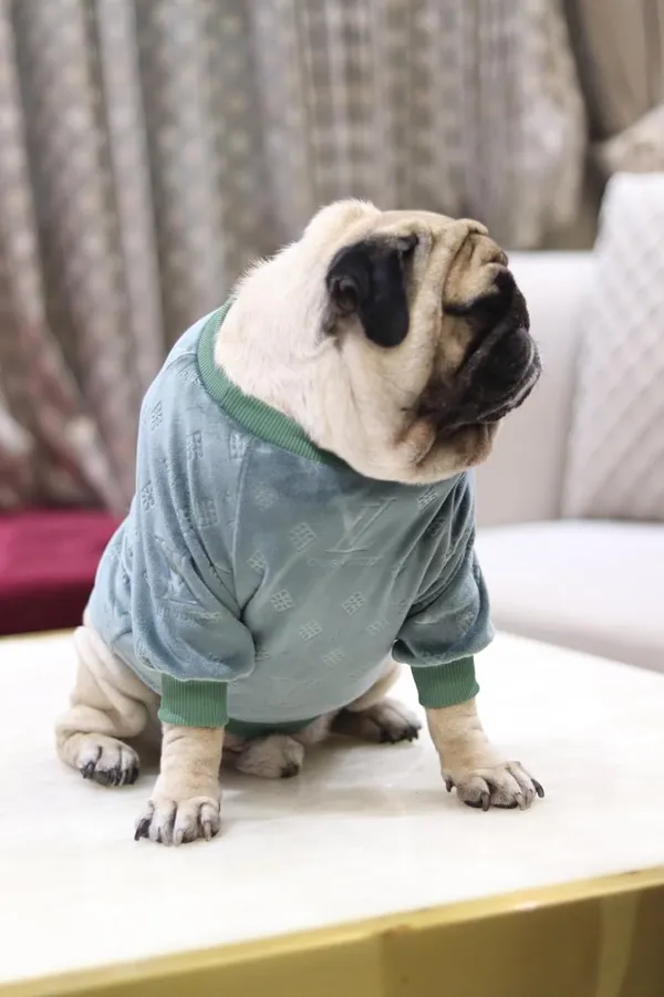 Green_Cotton_Knitted_Sweater_For_Dogs