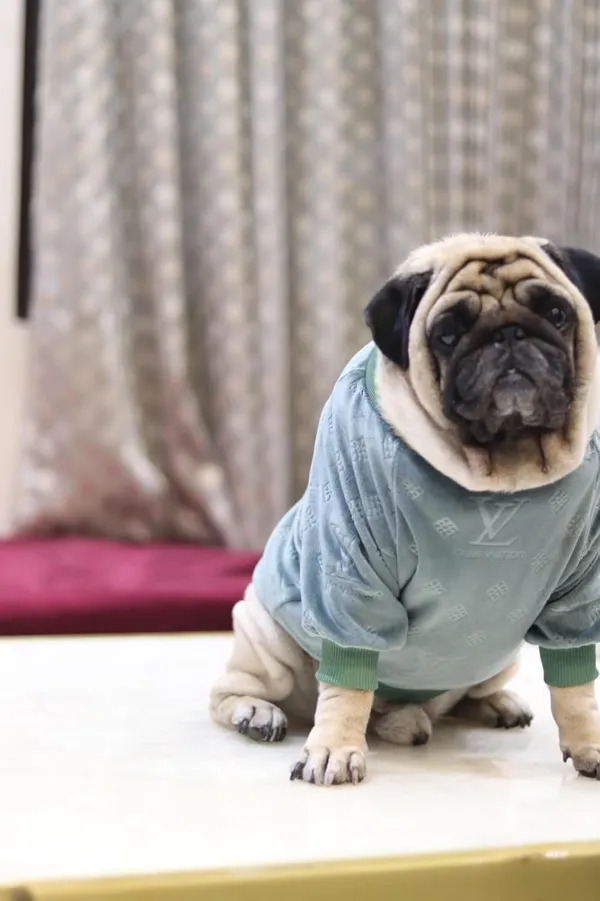 Green_Cotton_Knitted_Sweater_For_Dogs