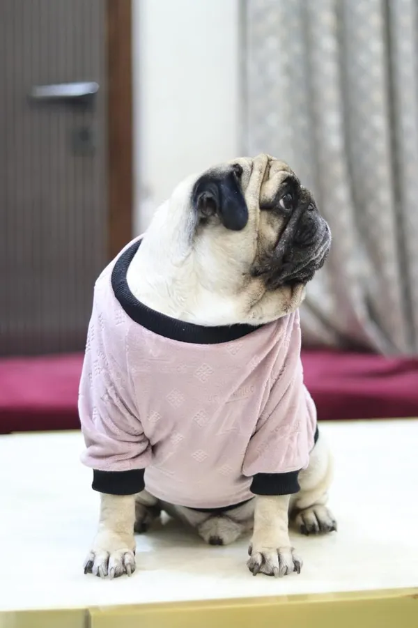 Pink_Knitted_Pullover_Sweater_For_Dogs