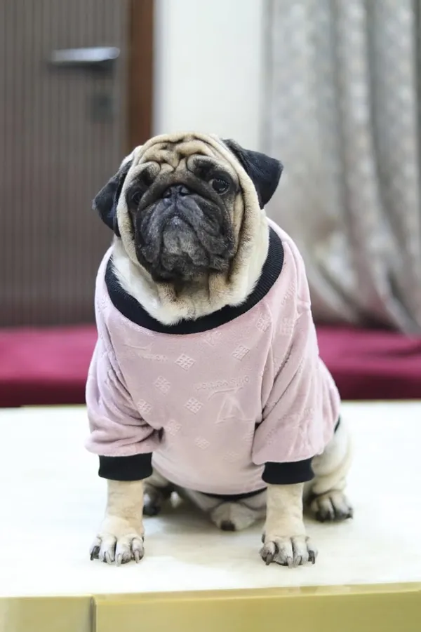 Pink_Knitted_Pullover_Sweater_For_Dogs